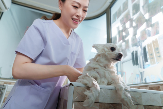 宠物美容师给狗洗澡