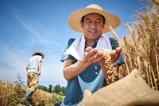 农民在麦田里收麦子