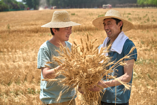 麦田里脸上洋溢着丰收喜悦的农民和科研人员