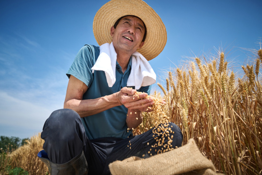 农民在麦田里收麦子