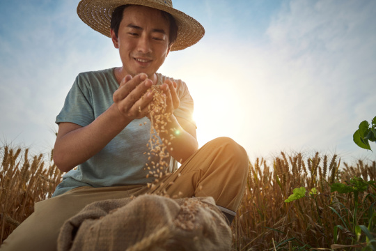 农民在麦田里收麦子