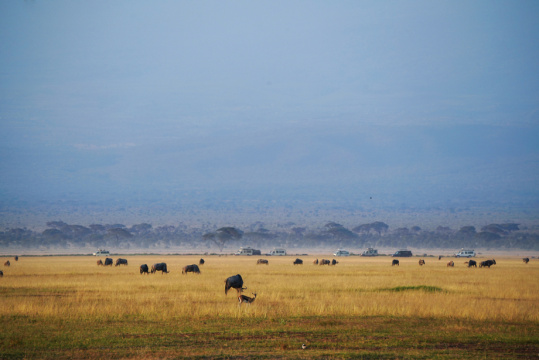 非洲肯尼亚草原