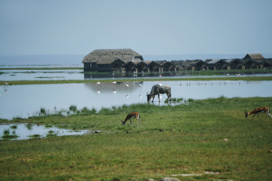 非洲肯尼亚草原