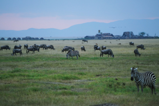非洲肯尼亚斑马