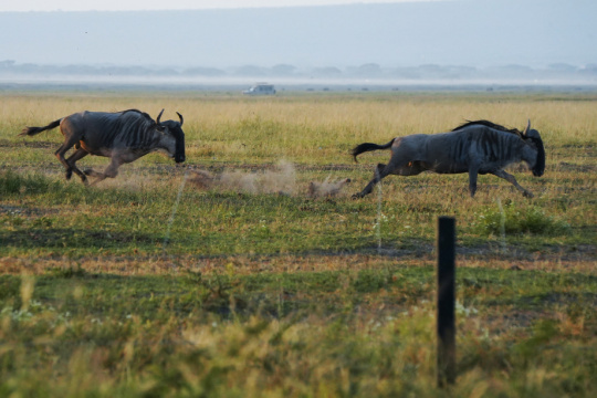 肯尼亚草原上奔跑的角马