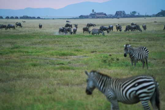 非洲肯尼亚斑马