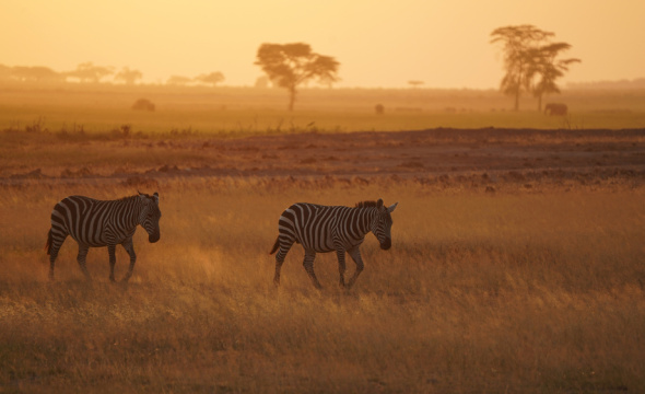 落日下的非洲肯尼亚草原