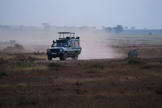 非洲肯尼亚草原野生动物的观赏活动