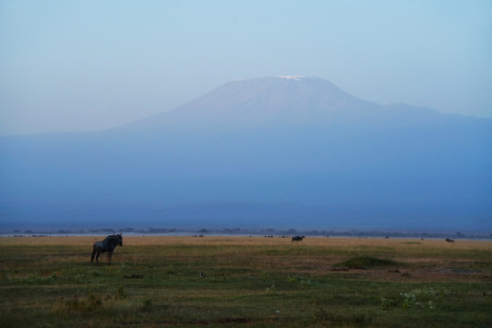 非洲肯尼亚草原