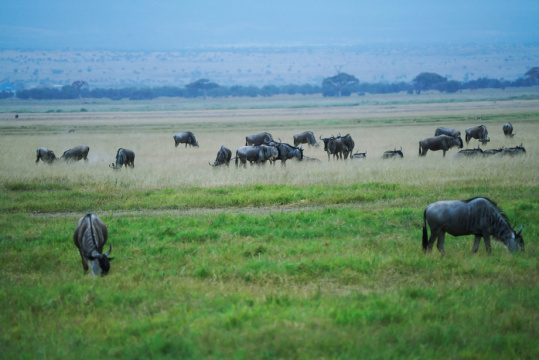 非洲肯尼亚斑马