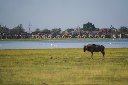 非洲肯尼亚草原