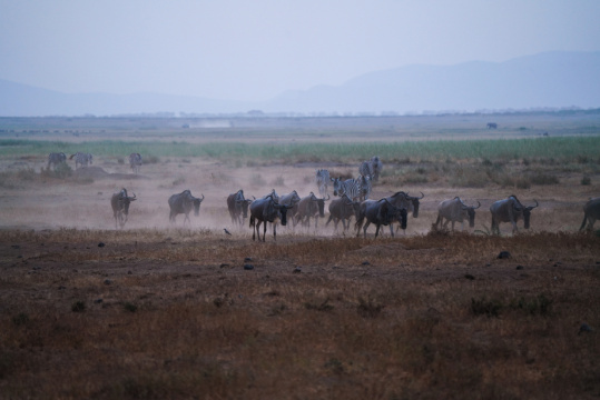 非洲肯尼亚斑马