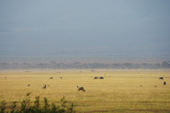 非洲肯尼亚草原
