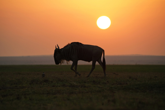 非洲肯尼亚落日下的角马