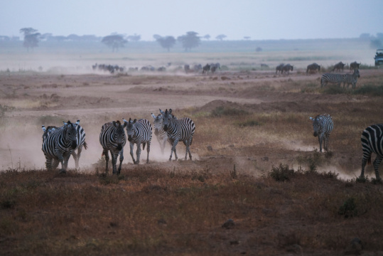 非洲肯尼亚斑马