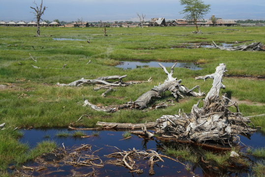 非洲草原上干枯的树