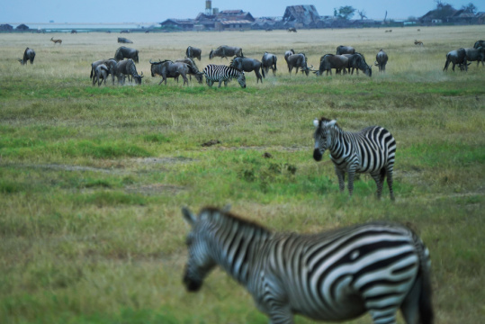 非洲肯尼亚斑马