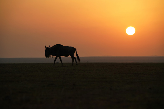 非洲肯尼亚落日下的角马