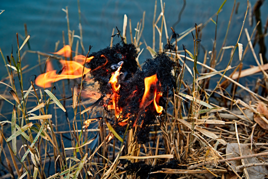 深秋湖边芦苇上燃烧的野火