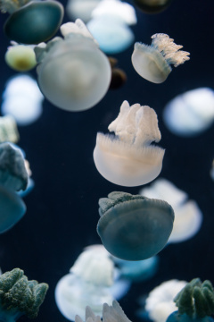 新加坡圣淘沙海洋馆
