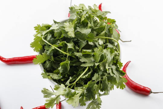 白色背景上的圆瓷桶装的香菜