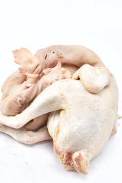 摆放在白色背景上的生鲜鸡肉整鸡