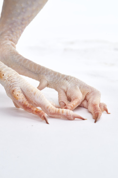 摆放在白色背景上的生鲜鸡肉整鸡