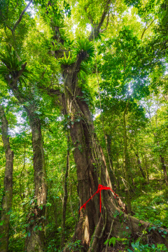 海南百花岭热带雨林里的千年古树