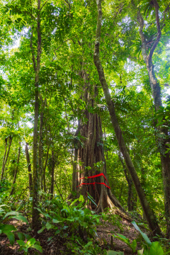 海南百花岭热带雨林里的千年古树
