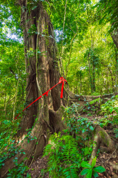 海南百花岭热带雨林里的千年古树