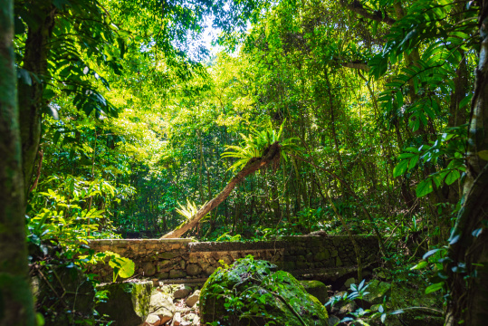 海南百花岭热带雨林里的千年古树
