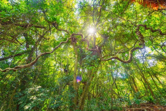 海南百花岭热带雨林原始森林