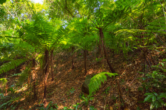 海南琼中百花岭热带雨林里的沙罗树