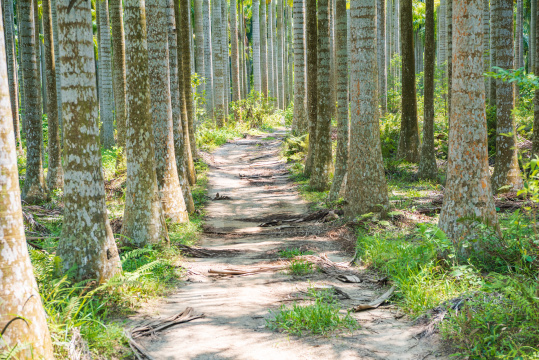 海南琼中木色湖附近的棕榈树丛林