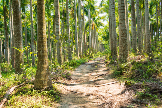 海南琼中木色湖附近的棕榈树丛林
