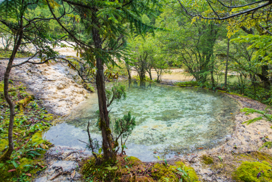 四川黄龙瑶池与云杉丛林