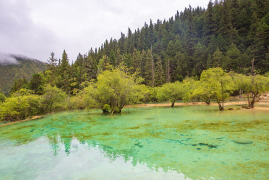 四川黄龙瑶池与云杉丛林