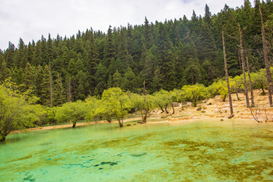 四川黄龙瑶池与云杉丛林