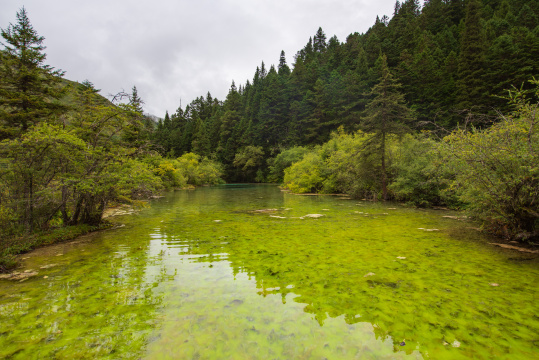 四川黄龙瑶池与云杉丛林