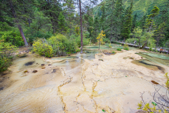 四川黄龙彩池与云杉