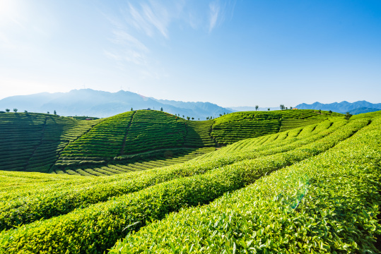 湖北恩施鹤峰县走马镇木耳山茶园