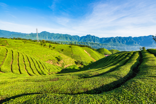 湖北恩施鹤峰县走马镇木耳山茶园
