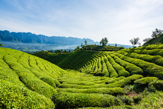 湖北恩施鹤峰县走马镇木耳山茶园