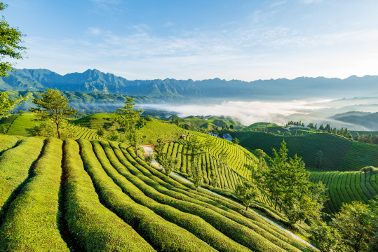 湖北恩施鹤峰县走马镇木耳山茶园