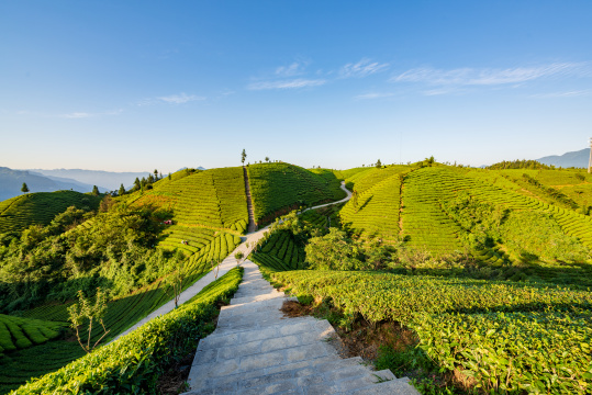 湖北恩施鹤峰县走马镇木耳山茶园