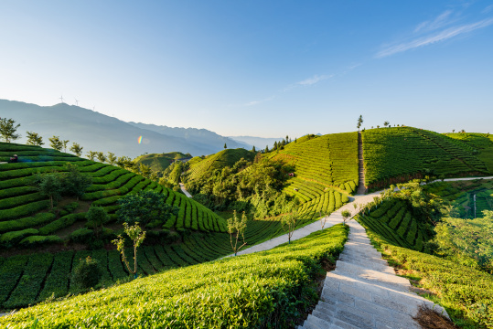 湖北恩施鹤峰县走马镇木耳山茶园