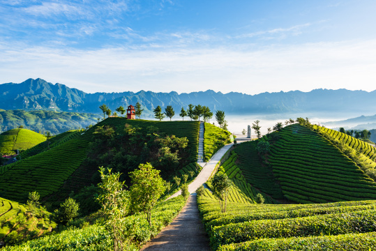 湖北恩施鹤峰县走马镇木耳山茶园
