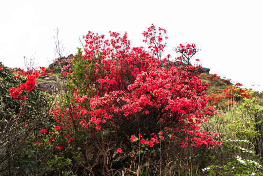 河源缺牙山盛开的映山红