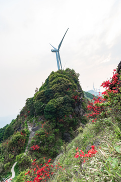 河源缺牙山盛开的映山红