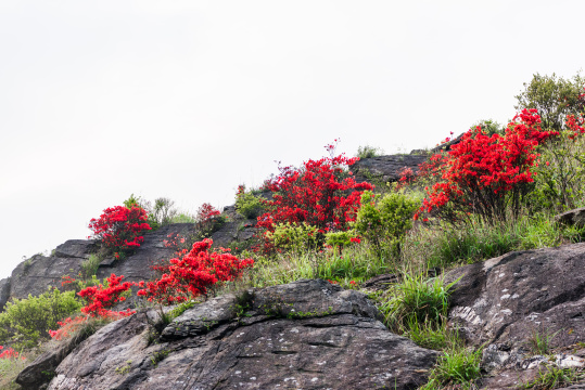 河源缺牙山盛开的映山红